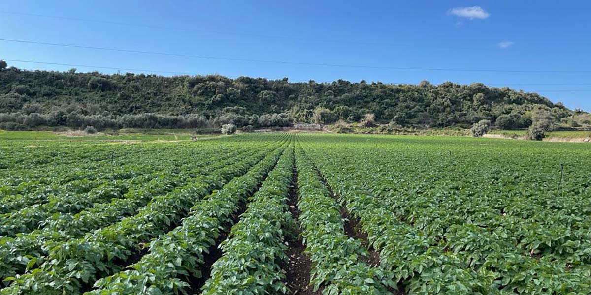 Patate Selenella: campagna positiva, buone le produzioni